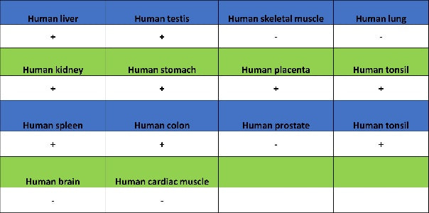 TRIM25 Recombinant Rabbit mAb (S-4069-59)