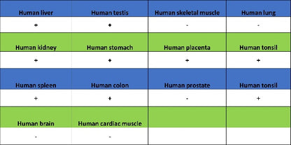 TRIM25 Recombinant Rabbit mAb (S-4069-59)