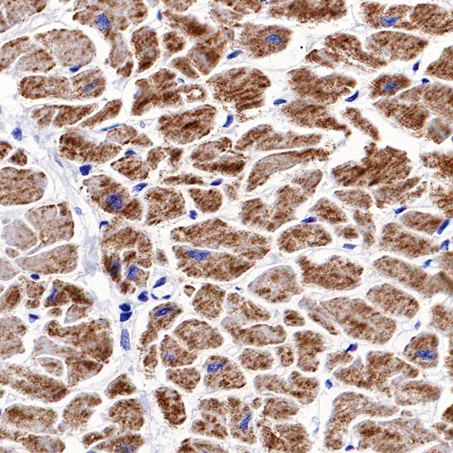 Ndufs4 Recombinant Rabbit mAb (S-1459-14)