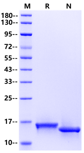 GM-CSF Protein, Rat
