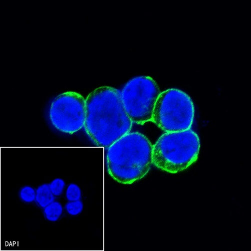 CD47 Mouse mAb (S-823-72)