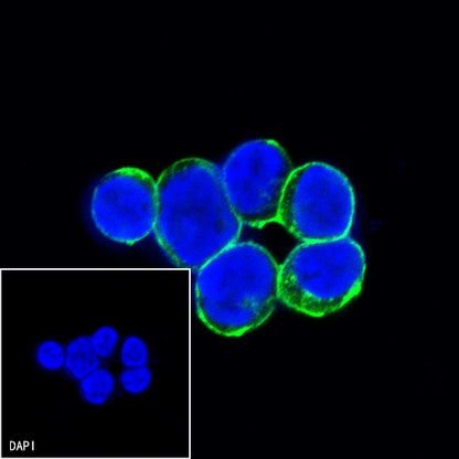 CD47 Mouse mAb (S-823-72)