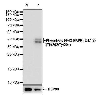 Phospho-p44/42 MAPK (Erk1/2) (Thr202/Tyr204) Recombinant Rabbit mAb (S-602-276)