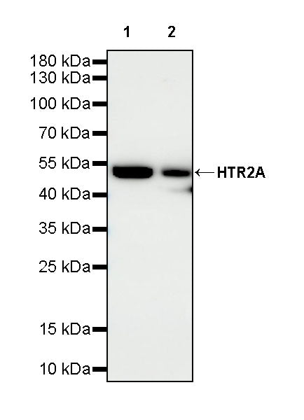 HTR2A Recombinant Rabbit mAb (S-4426-14)