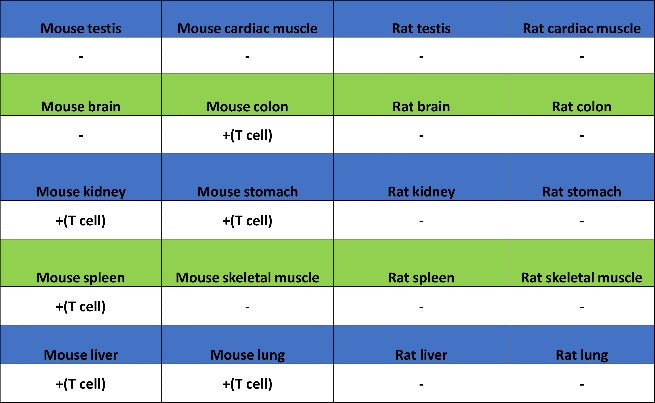 CD5 Recombinant Rabbit mAb (SDT-2857-16)