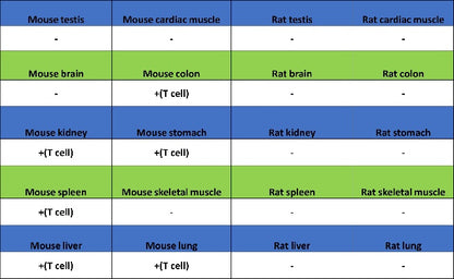 CD5 Recombinant Rabbit mAb (SDT-2857-16)