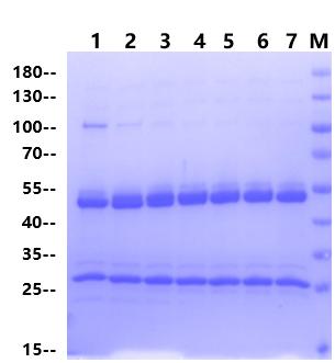 Endo-beta-N-acetylglucosaminidase EndoS2 mutant