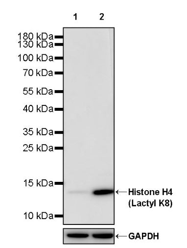 Histone H4 (Lactyl K8) Recombinant Rabbit mAb (S-3243-36)