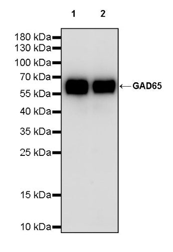 GAD65 Recombinant Rabbit mAb (S-2318-47)