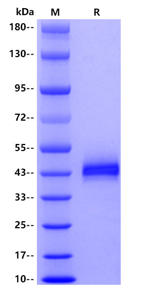 Human Cathepsin B Protein, His Tag