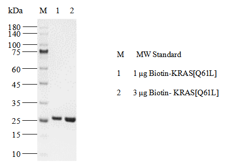 Biotin-KRAS[Q61L] Protein, Human(Load GDP/GMPPNP)