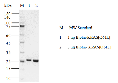 Biotin-KRAS[Q61L] Protein, Human(Load GDP/GMPPNP)