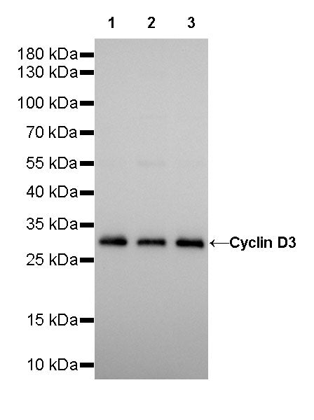Cyclin D3 Recombinant Rabbit mAb (SDT-R124)