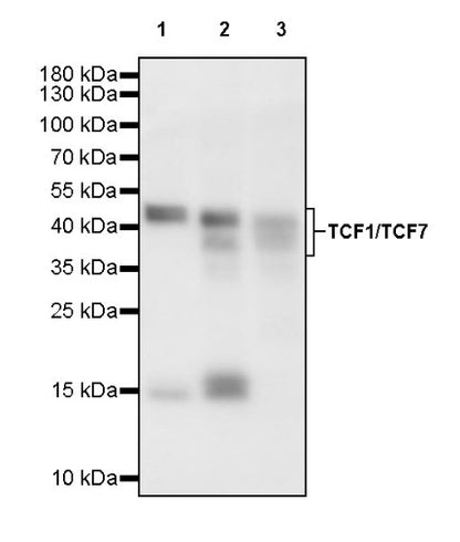 TCF1/TCF7 Recombinant Rabbit mAb (S-3486)