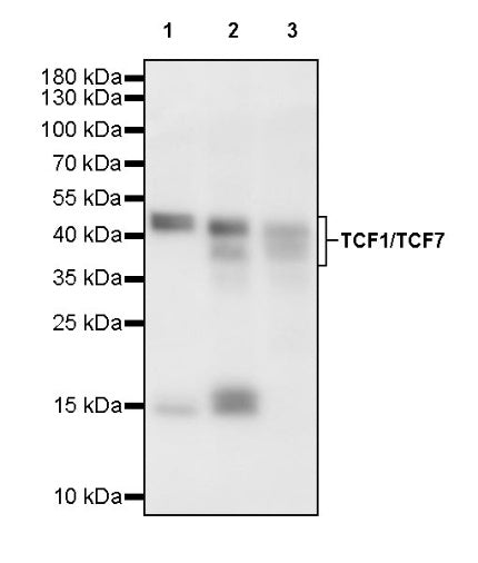 TCF1/TCF7 Recombinant Rabbit mAb (S-3486)