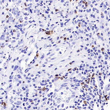 CXCL13 Recombinant Rabbit mAb (SDT-2703-132)
