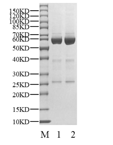 CDK7 Protein