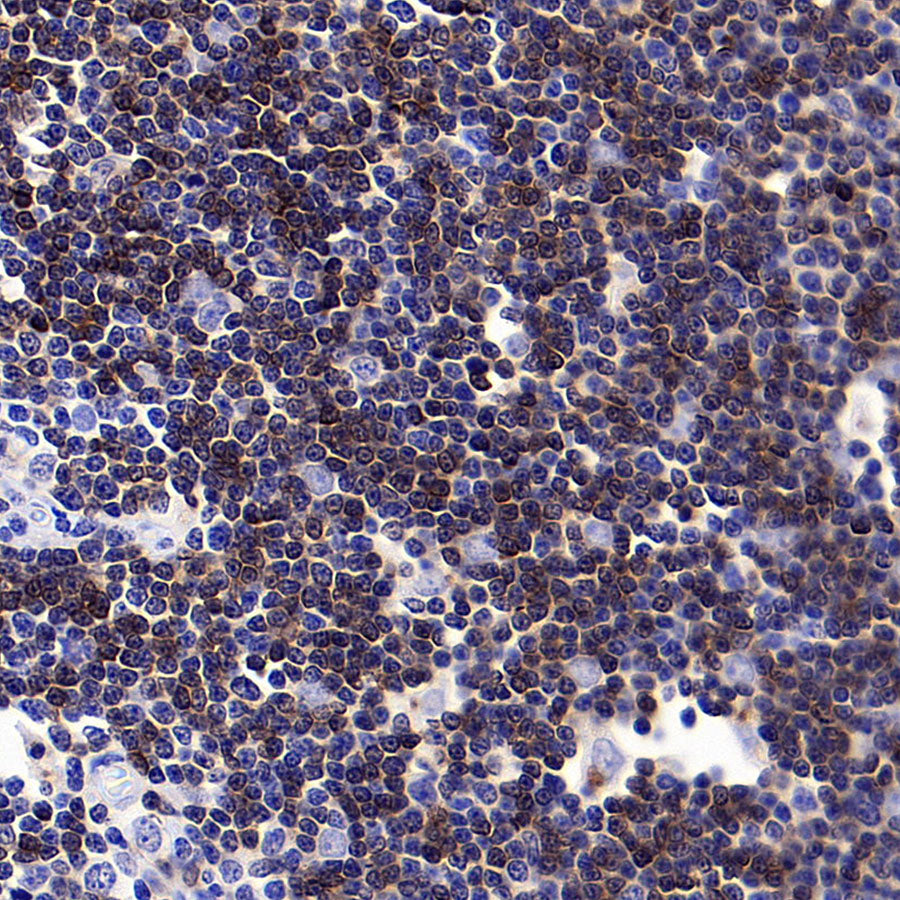 CD1c Recombinant Rabbit mAb (S-5242)