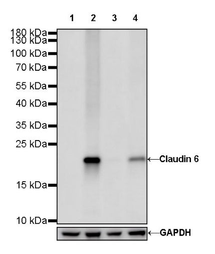 Claudin 6 Recombinant Rabbit mAb (S-521-63)