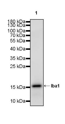 Iba1 Recombinant Rabbit mAb (S-484-18)