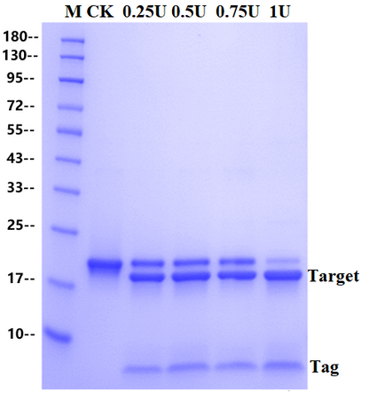 Recombinant SUMO Protease, Yeast