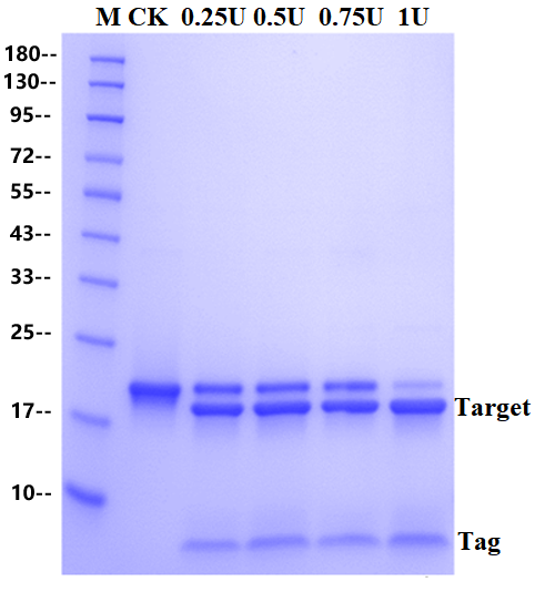 Recombinant SUMO Protease, Yeast