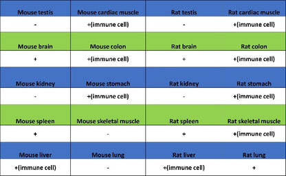 TCF-4 Recombinant Rabbit mAb,PBS Only (SDT-2549-4)
