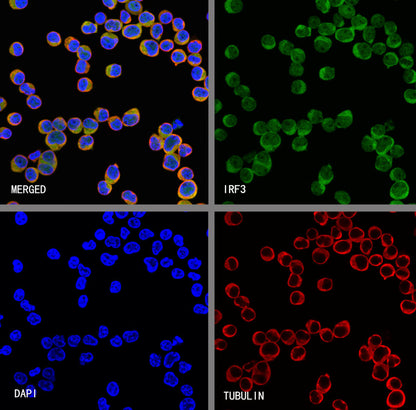 IRF3 Recombinant Rabbit mAb (S-4395)