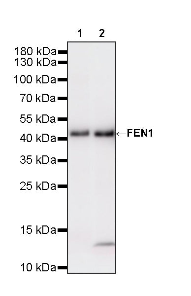 FEN1 Rabbit Polyclonal Antibody