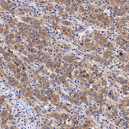 Src Recombinant Rabbit mAb (S-1181-16)