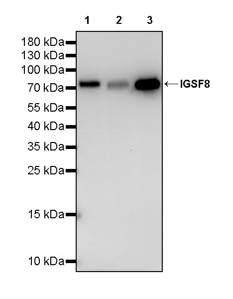 IGSF8 Recombinant Rabbit mAb (S-2101-176)