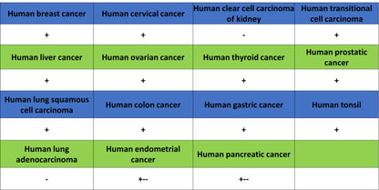 CCDC47 Recombinant Rabbit mAb (S-4158-17)