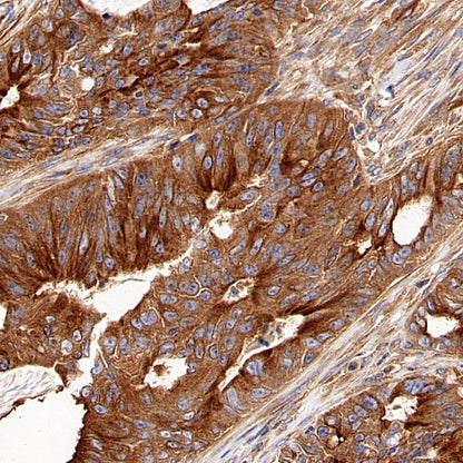 α-tubulin (acetyl K40) Recombinant Rabbit mAb (S-1536-100)