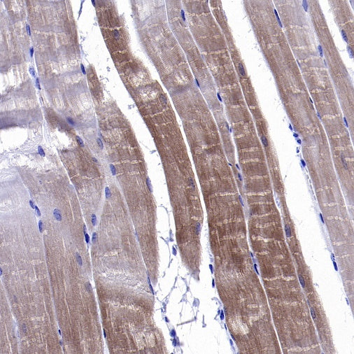 CA4 Recombinant Rabbit mAb (S-2339-24)