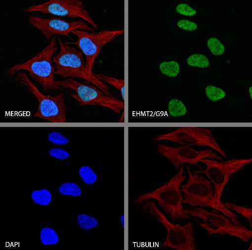 EHMT2/G9A Recombinant Rabbit mAb (S-2232-3)