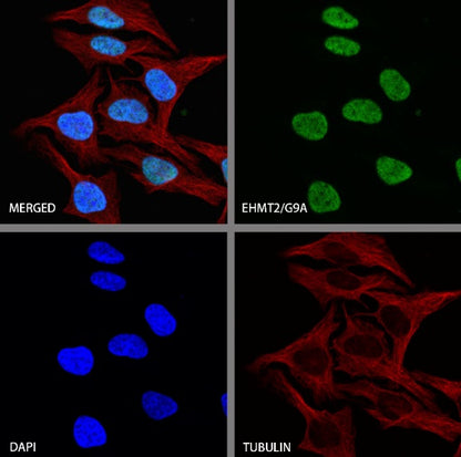 EHMT2/G9A Recombinant Rabbit mAb (S-2232-3)