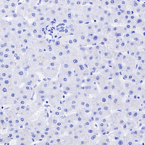 Rabbit mAb IgG Isotype Control (SDT-R173)
