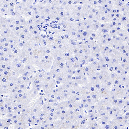 Rabbit mAb IgG Isotype Control (SDT-R173)