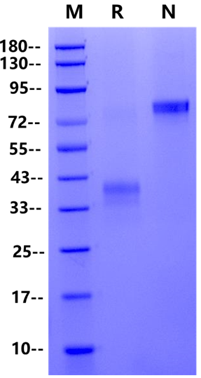 FITC-Labeled BCMA/TNFRSF17 Fc Chimera Protein, Human