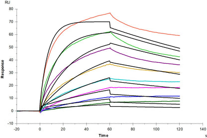 FGF-1 Protein, Mouse