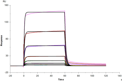 IL-20 Protein, Human