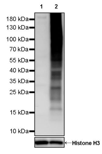 Phosphotyrosine Mouse mAb (S-R433-1)