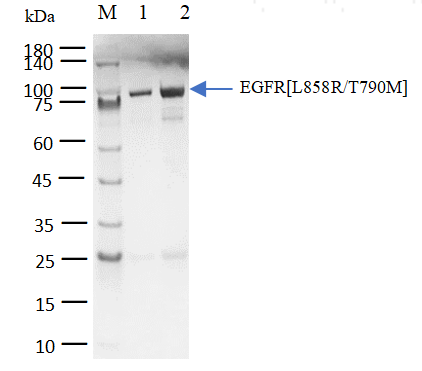 EGFR[L858R/T790M] Protein