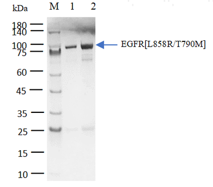 EGFR[L858R/T790M] Protein