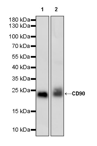 Rat anti-Mouse CD90.2 (Thy-1.2) Antibody (53-2.1)