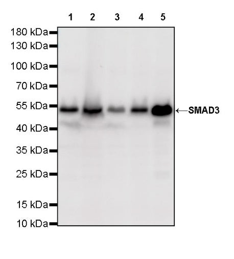 SMAD3 Recombinant Rabbit mAb (S-517-122)