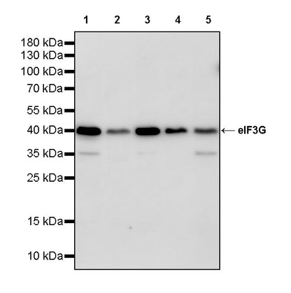 eIF3G Rabbit Polyclonal Antibody