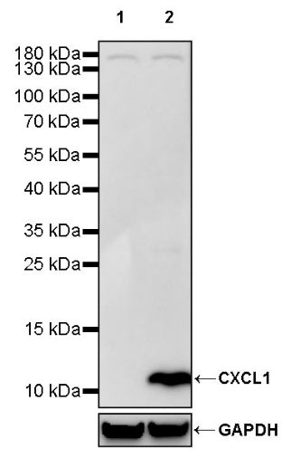 CXCL1 Recombinant Rabbit mAb (S-1856-35)