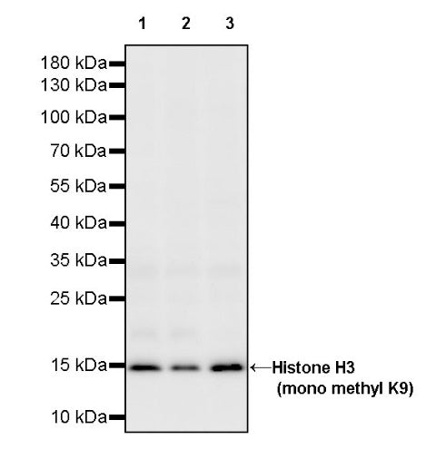 Histone H3 (mono methyl K9) Recombinant Rabbit mAb (S-850-153)
