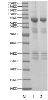 FGR GST Tag Protein, Human
